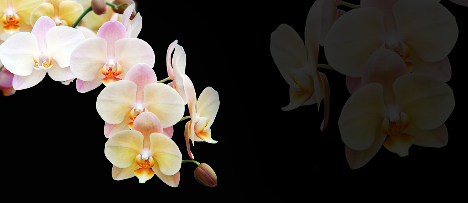 Close-up of pale yellow and pink orchid blossoms against a black background, soft and elegant